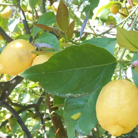 شقة Casa Delfino *