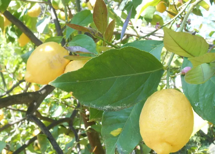 Appartement Casa Delfino *